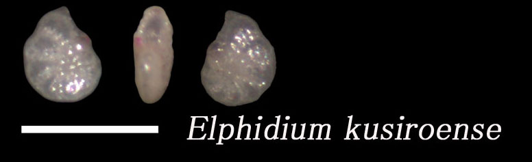 Elphidium kusiroense